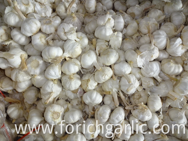 Good Quality Pure Garlic 2019